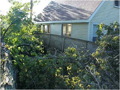 Wind Damage