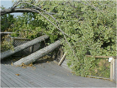 Wind Damage
